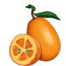 kumquat-dessin-mda