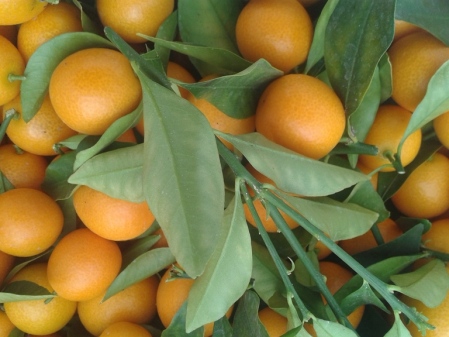 kumquat rond et doux